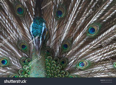 Peacock Wildlife Park Kota Kinabalu Sabah Stock Photo 587078273 | Shutterstock