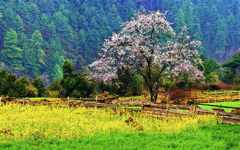 Spring Scenery At Bome, Tibet Photograph by Feng Wei Photography - Fine ...