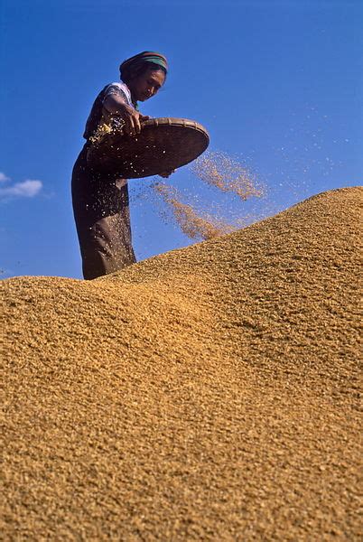 Michael Freeman Photography | Winnowing rice