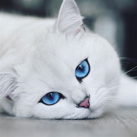 Coby the Cat – Instagram - Celebrity Pet Worth