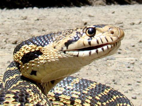 Gopher Snakes | Catseye Pest Control