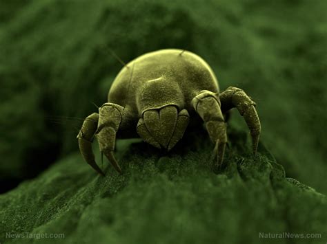 CREEPY: Are you sleeping with millions of dead dust mites?