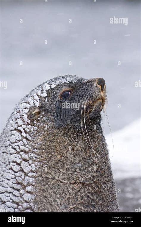 Kerguelen fur seal, Kerguelen fur seal, Antarctic fur seal, Antarctic fur seal, Marine mammals ...