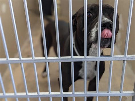 Maricopa County has taken in 250 lost dogs in less than a week; some adoption fees being waived ...