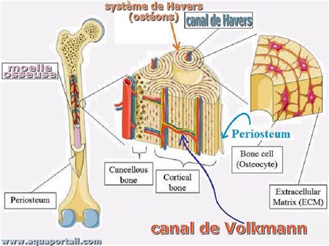 Volkmann Canals