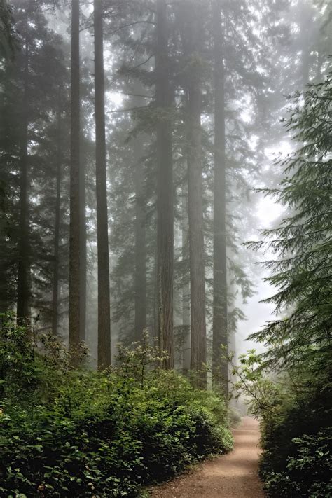 Through the Redwoods - Trail path into the Redwoods at Redwood National Park. | Redwood national ...