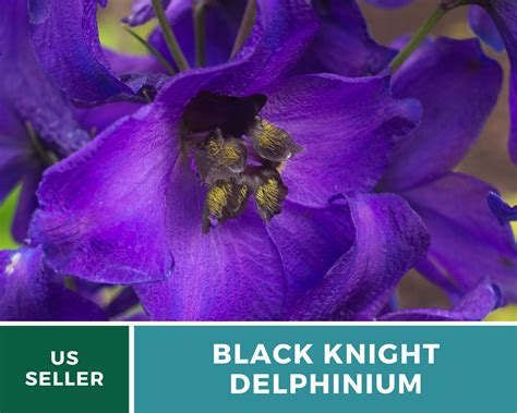 Delphinium Black Knight 25 Seeds Buy Fresh... Old Seeds | Etsy