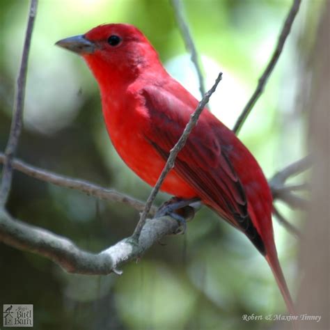 Summer Tanager - Jay's Bird Barn