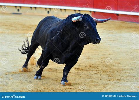 Spanish fighting bull stock photo. Image of mammal, bullfight - 129943594