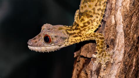 Oakland Zoo | Henkel's Leaf-Tailed Gecko/Fringed Leaf-Tailed Gecko