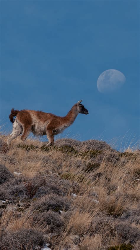 Guanacos Photos, Download The BEST Free Guanacos Stock Photos & HD Images