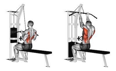 Exercise Database (Back6) - Narrow Underhand Grip Lat Pulldown — Jase Stuart - The Better Body Coach