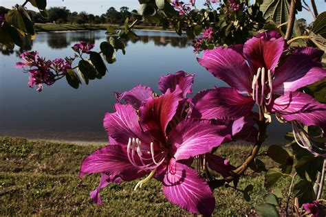 Purple Orchid Tree Photograph by Regina Williams - Pixels