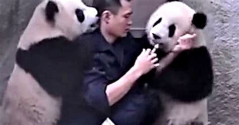 This Struggle Between A Zookeeper And Baby Pandas Is Just Too Adorable ...