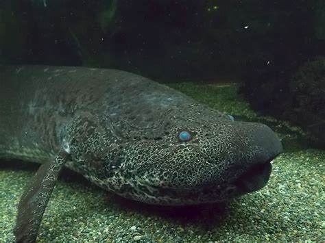 Lungfish: Characteristics, distribution, types and more