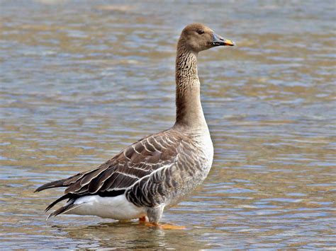 Taiga Bean-Goose - eBird