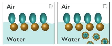 Surface Tension… Micelles… CMC… - Locus Performance Ingredients