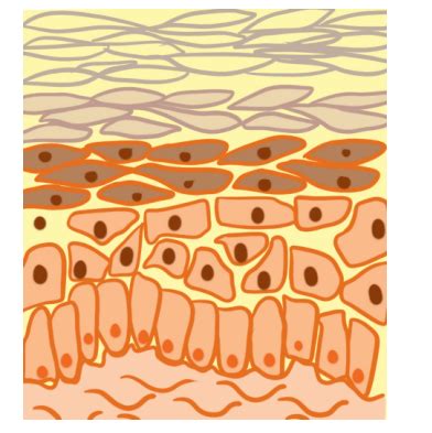 Layers of Epidermis