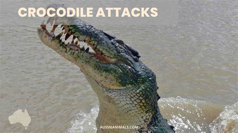 Crocodile Attacks | Aussie Animals