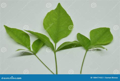 This is an Image of Bel Patra Leaves Stock Photo - Image of baelpatra, green: 188477432