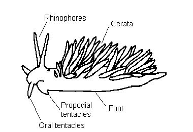 Nudibranchs of the British Isles : Anatomy