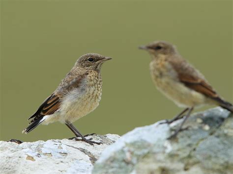 Wheatear Bird Facts (Oenanthe oenanthe) | Birdfact