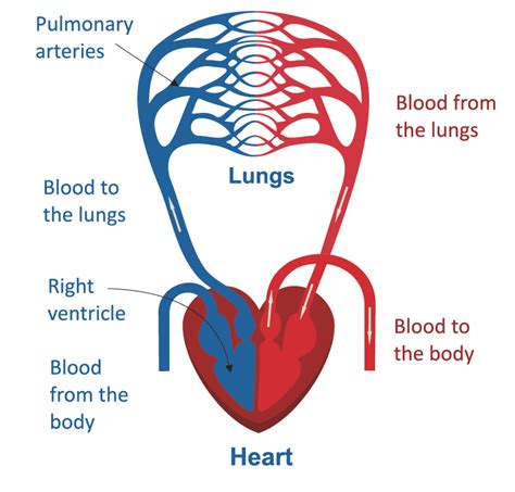 Basics of the Blood Vessels - Elite Cardiovascular Group