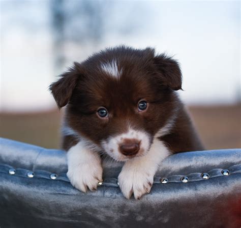 This little red and white border collie puppy has so much character! | Border Collie & Maremma ...