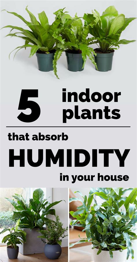 Plants That Absorb Water