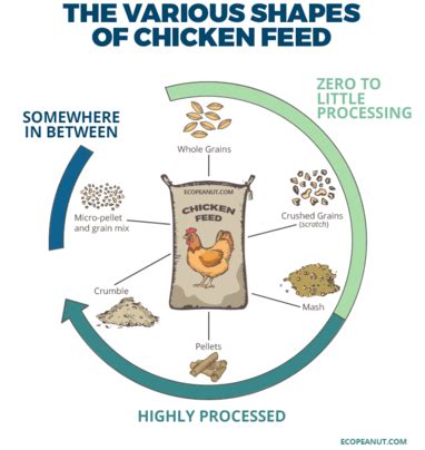 Best Chicken Feed: 7 Organic Brands For Laying Hens, Reviewed - Eco Peanut