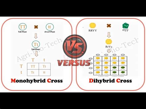 Monohybrid Cross Example