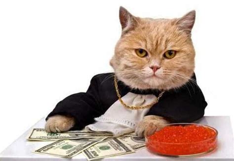 Cats Who Are Richer Than You Can Imagine | KLYKER.COM