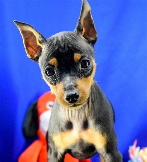 Ozzy - A Miniature Pinscher Puppy | Miniature pinscher puppy, Miniature pinscher, Chihuahua mix ...