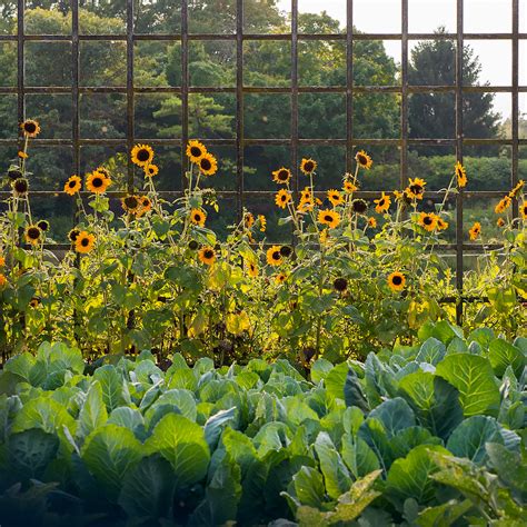 Sunflowers | Chicago Botanic Garden