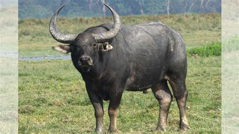 Only 10 wild buffaloes left, Chhattisgarh looks at surrogacy to boost ...