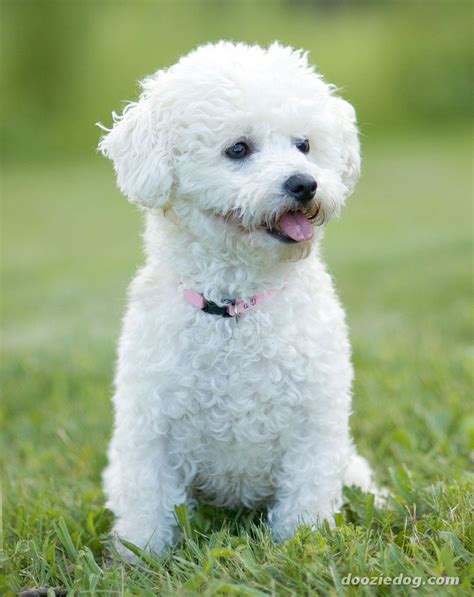 Bichon-Frise-8.jpg