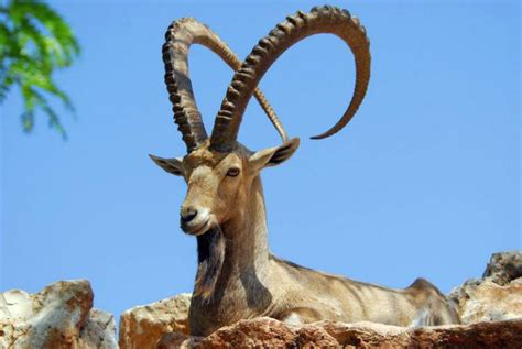 Nubian Ibex