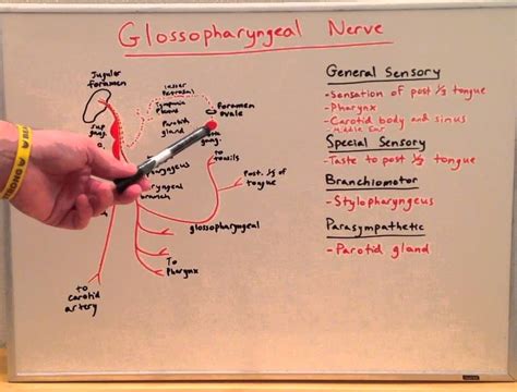 Cranial Nerve IX - Anatomy Lecture for Medical Students - USMLE Step 1 ...