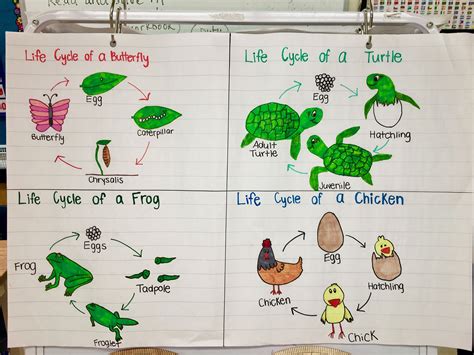 Life Cycle of Animals Anchor Chart