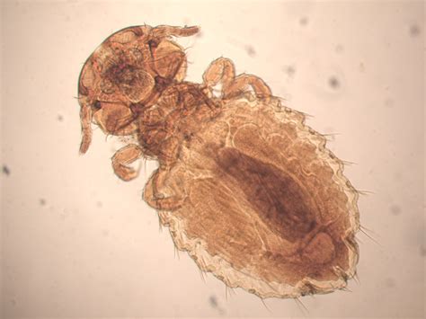 Companion Animal Parasite Council | Lice