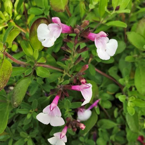 Salvia greggii Mirage™ Soft Pink - Autumn Sage (4.5" Pot) | Little ...