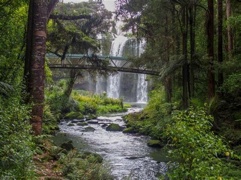 Whangarei Falls : pic