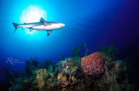 Reef Sharks: Coral’s Best Friend | Mozaik UW