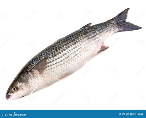 Flathead Grey Mullet - Fish Stock Image - Image of flathead, fish: 146896163