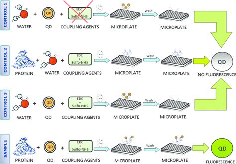 Experimental procedure used in the fluorescence plate reader method for... | Download Scientific ...