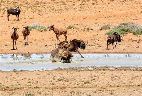 Black Wildebeest stock photo. Image of buck, calf, grass - 157860880