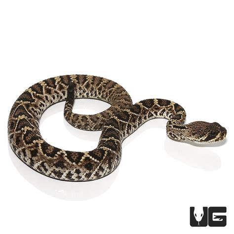 Baby Western Diamondback Rattlesnake for sale - Underground Reptiles