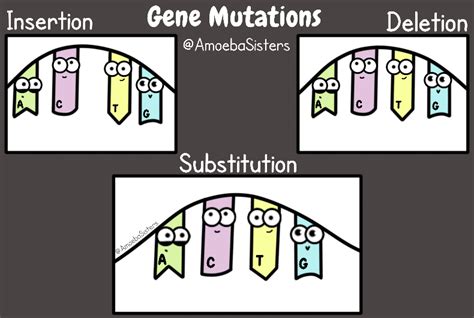 Amoeba Sisters GIFs - SCIENCE WITH THE AMOEBA SISTERS