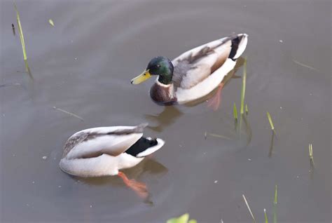 Quack duck!!! | FACT: A duck's quack does not echo and nobod… | Flickr