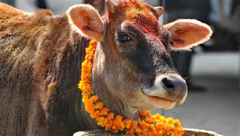 Gai Puja, Govardhan Puja and Mha Puja being observed